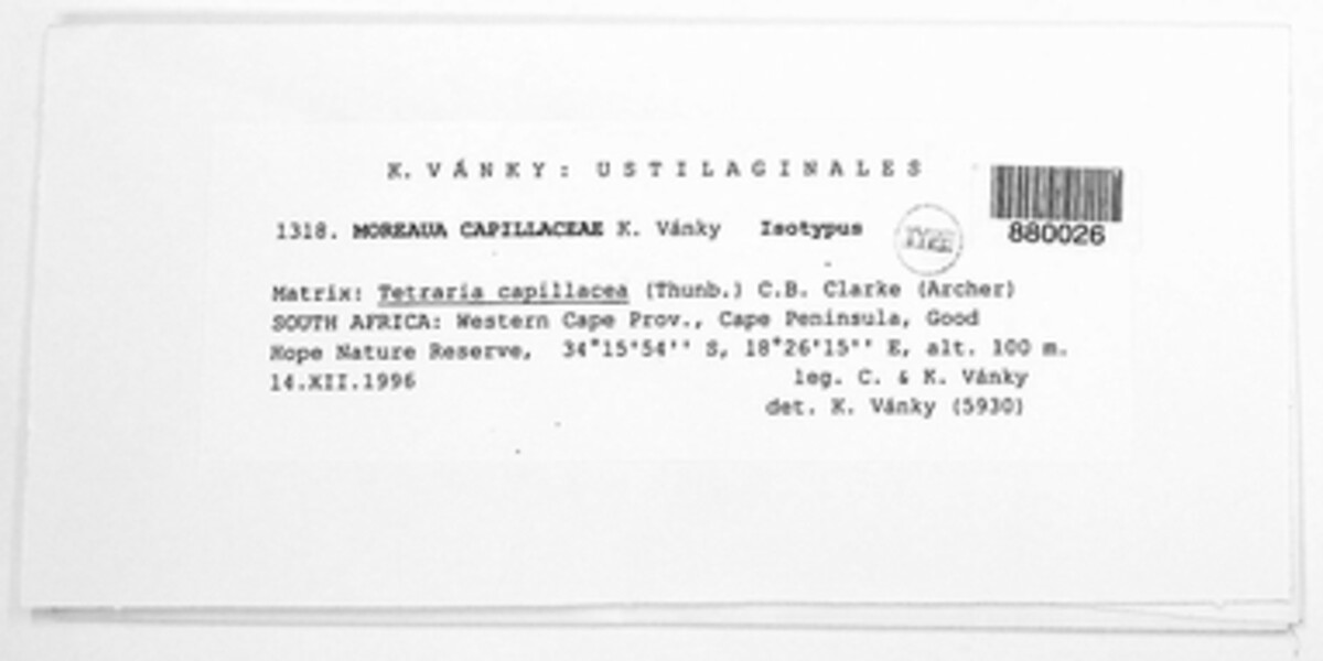 Moreaua capillaceae image